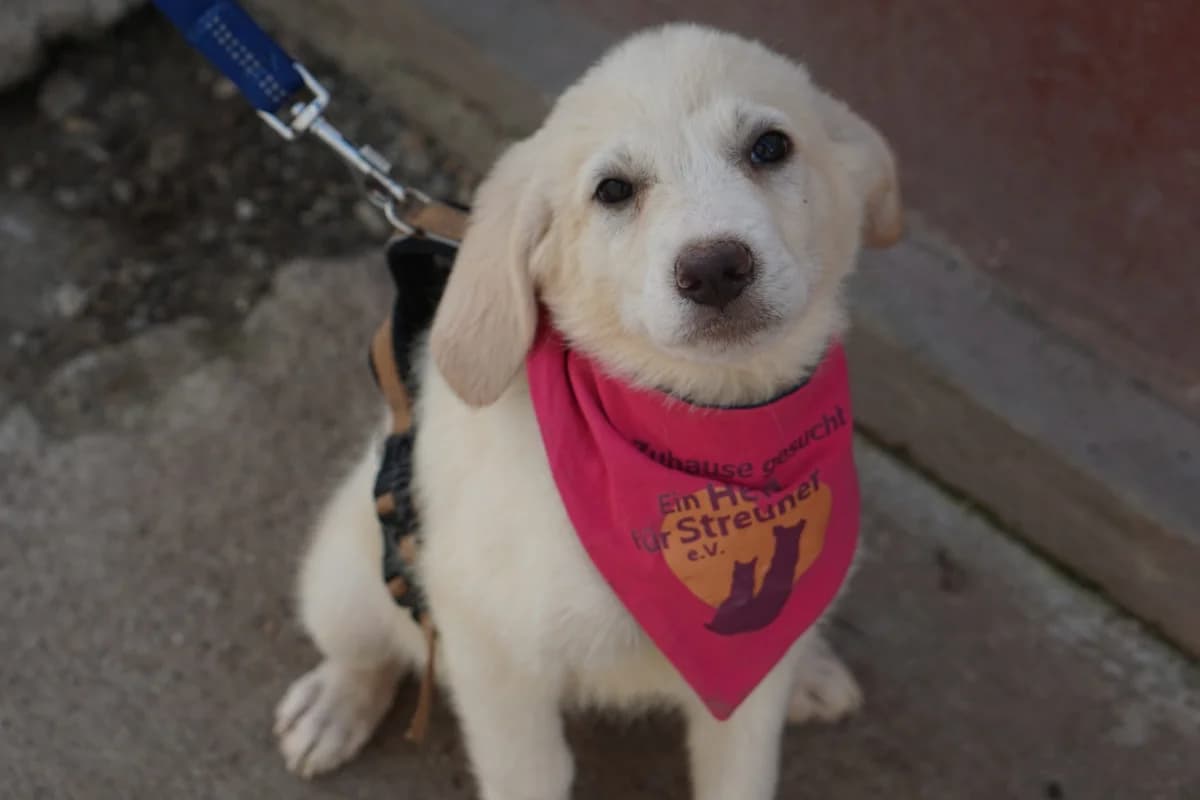 Invisible Ice, female puppy Mixed Breed for adoption at Ein Herz für Streuner e.V., München