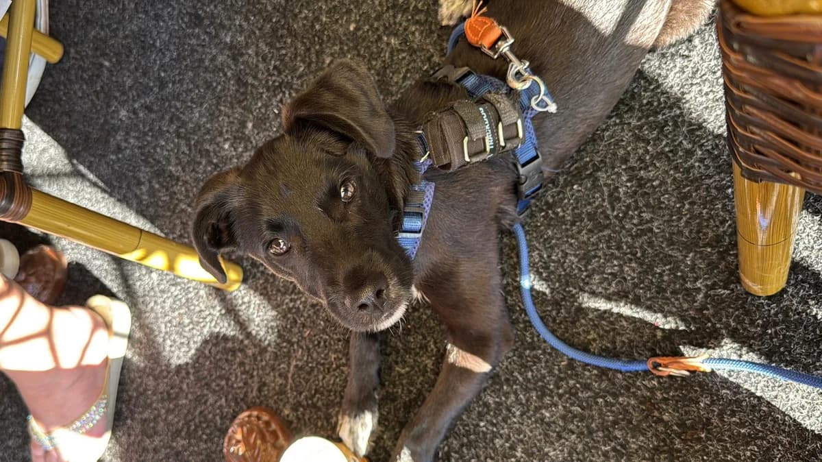 Inyan, male puppy Mixed Breed for adoption at Ein Herz für Streuner e.V., München
