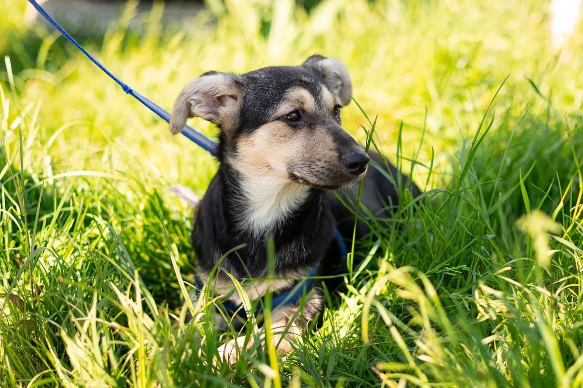 Iona, schwarz female puppy Mixed Breed for adoption at Ein Herz für Streuner e.V., München