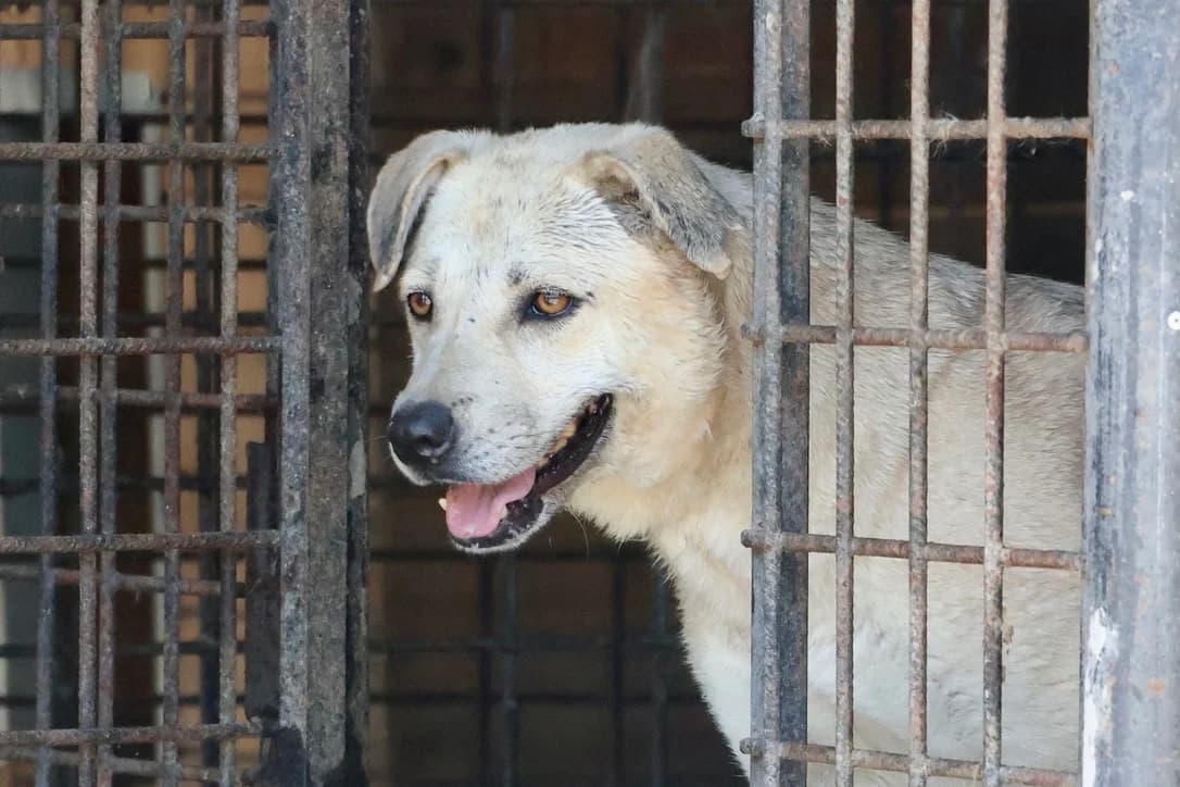 Iowa, female 4yo Mixed Breed for adoption at Ein Herz für Streuner e.V., München