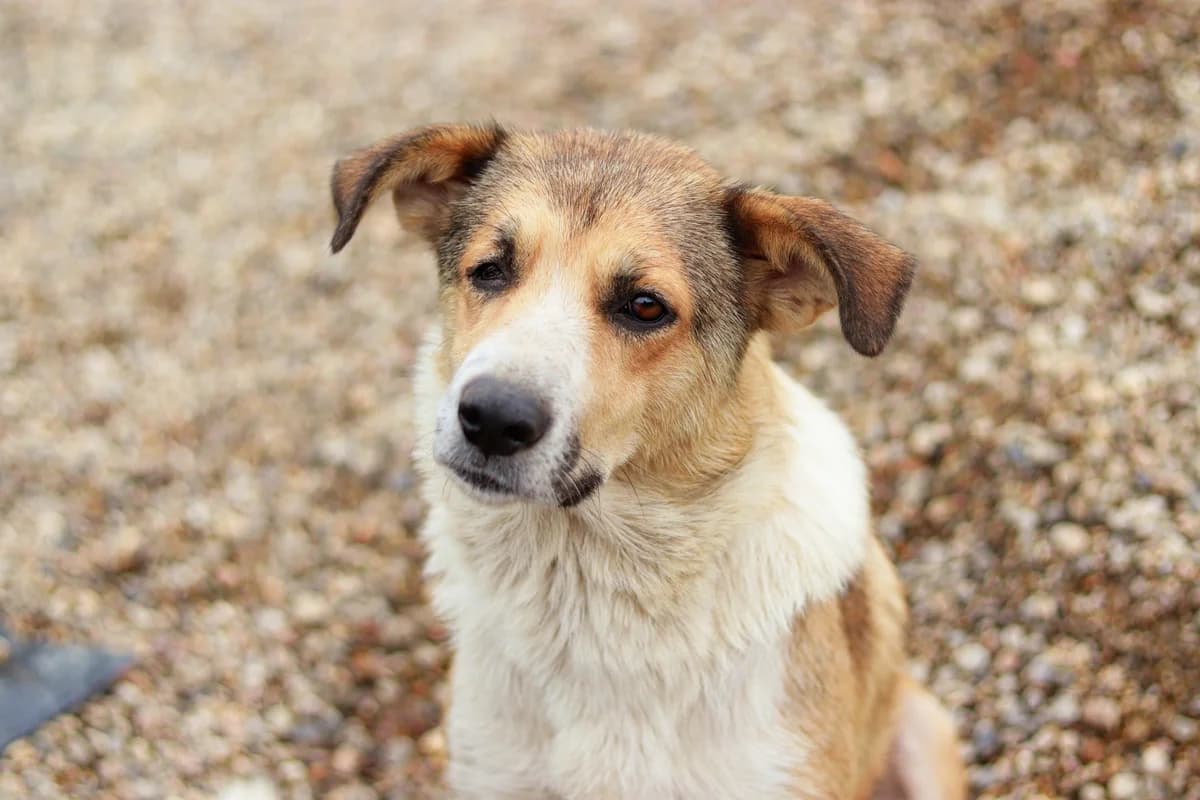 Ira, hellbraun female 4yo Mixed Breed for adoption at Ein Herz für Streuner e.V., München
