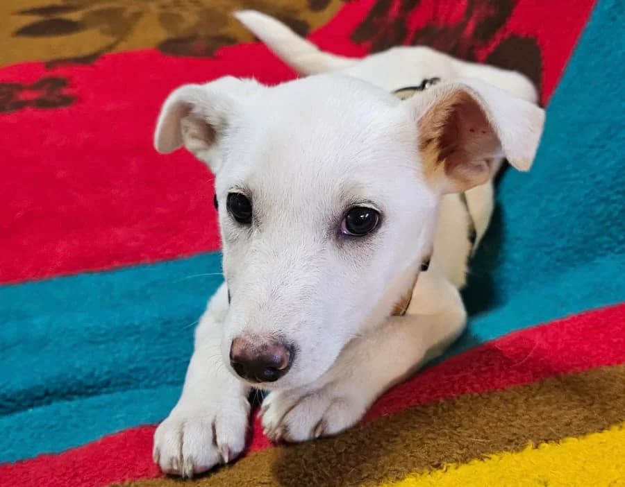 Irina, female puppy Mixed Breed for adoption at Ein Herz für Streuner e.V., München