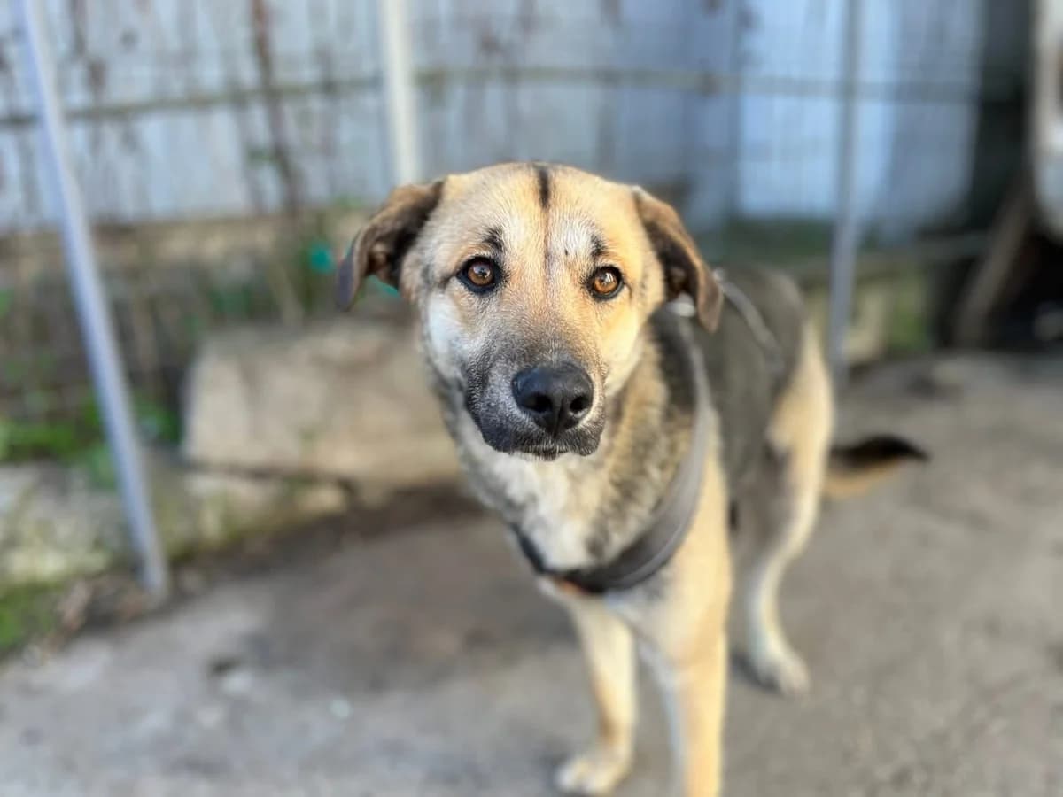 Irina, female 5yo Mixed Breed for adoption at Ein Herz für Streuner e.V., München