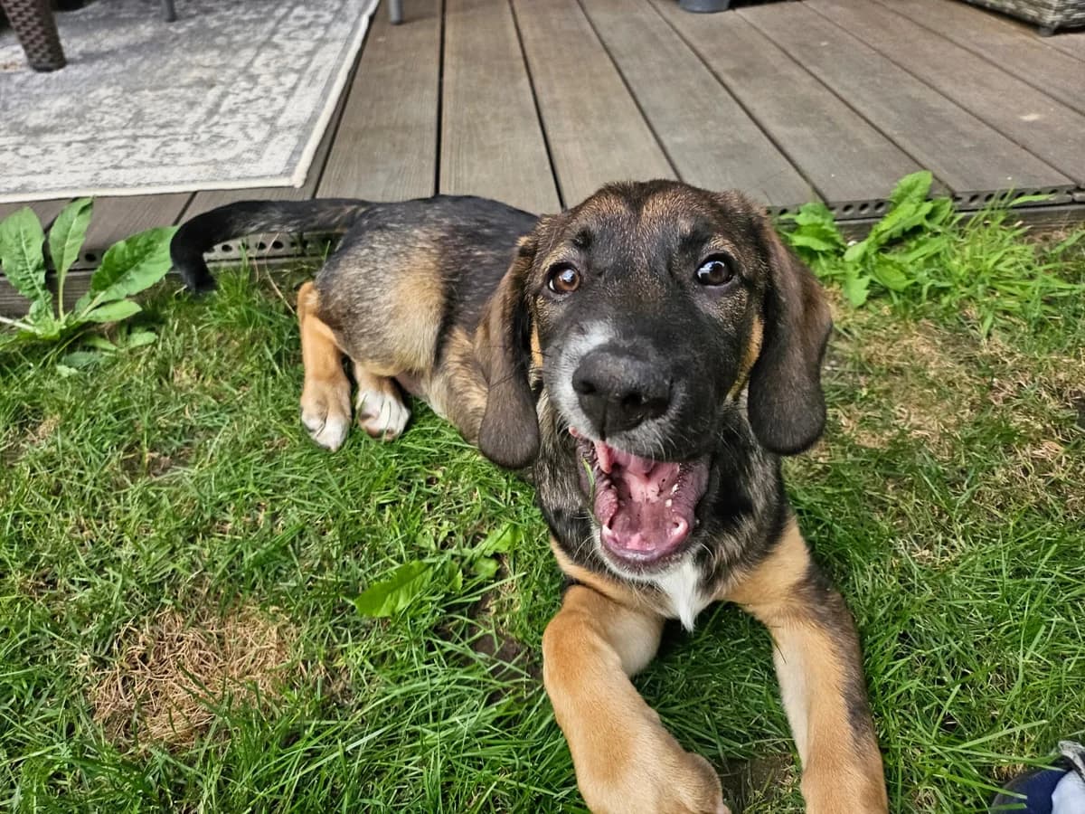 Irma, female puppy Mixed Breed for adoption at Ein Herz für Streuner e.V., München