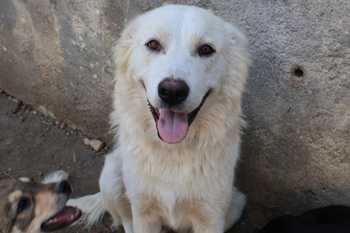 Irma, weiß female young Mixed Breed for adoption at Ein Herz für Streuner e.V., München