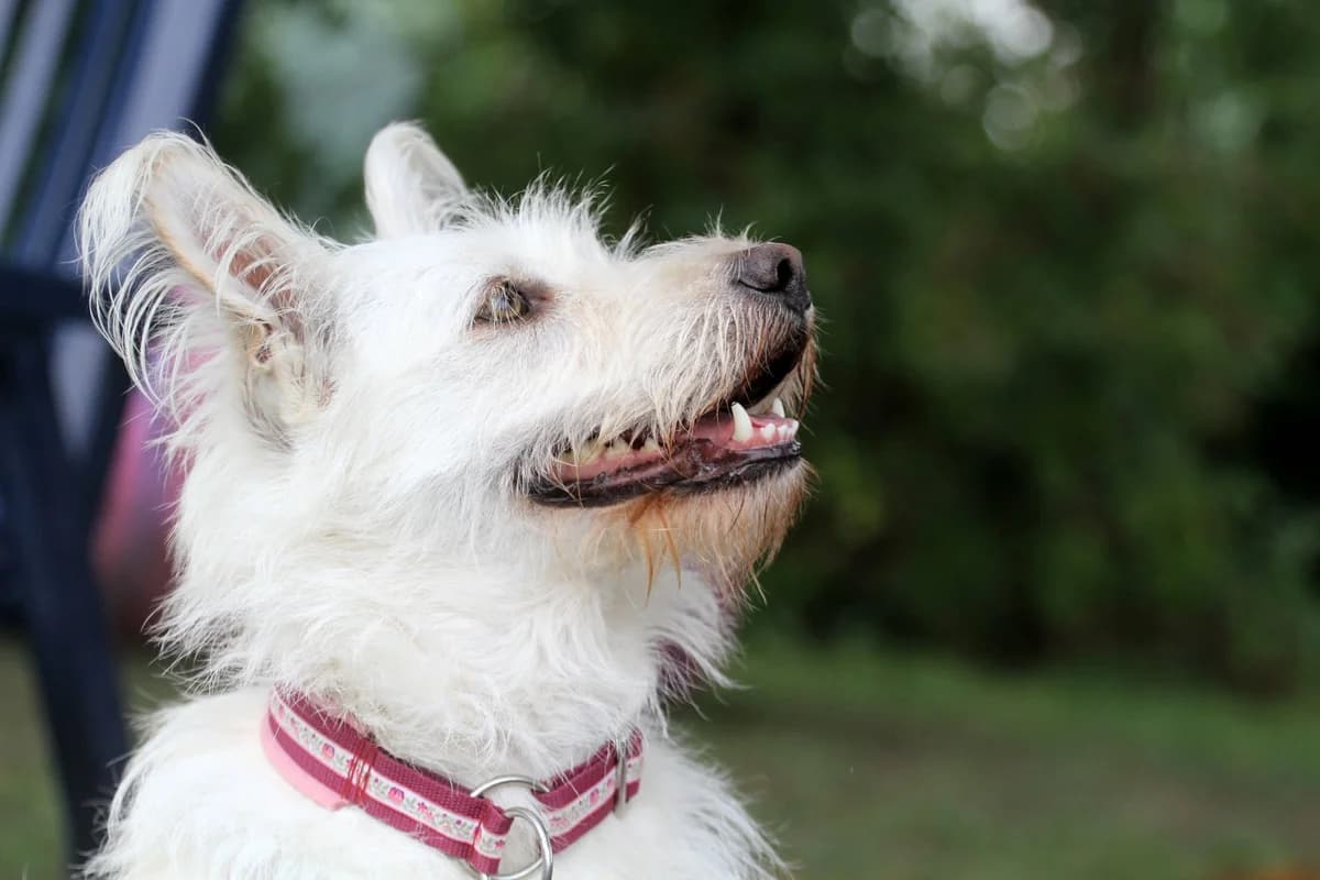 Irma, female 6yo Mixed Breed for adoption at Ein Herz für Streuner e.V., München