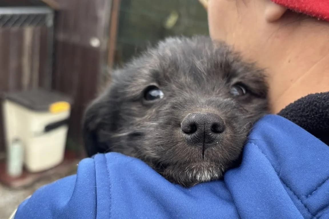 Irmi, female puppy Mixed Breed for adoption at Ein Herz für Streuner e.V., München