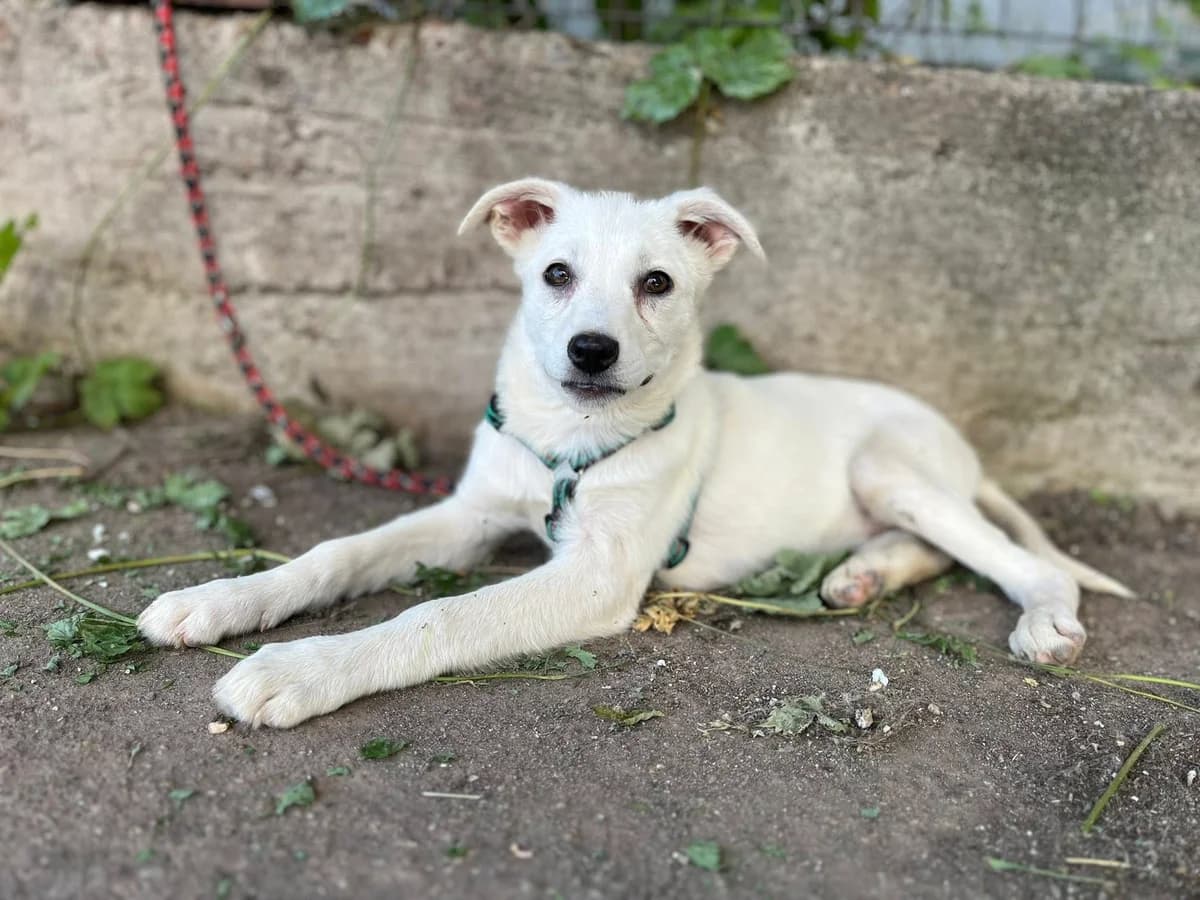 Isa, female puppy Mixed Breed for adoption at Ein Herz für Streuner e.V., München