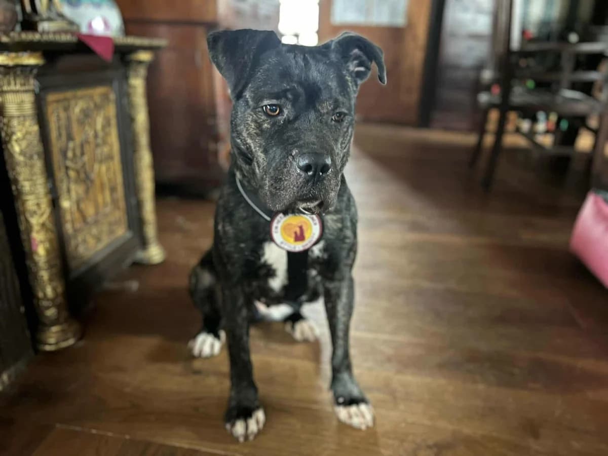 Isabel, female 5yo Mixed Breed for adoption at Ein Herz für Streuner e.V., München