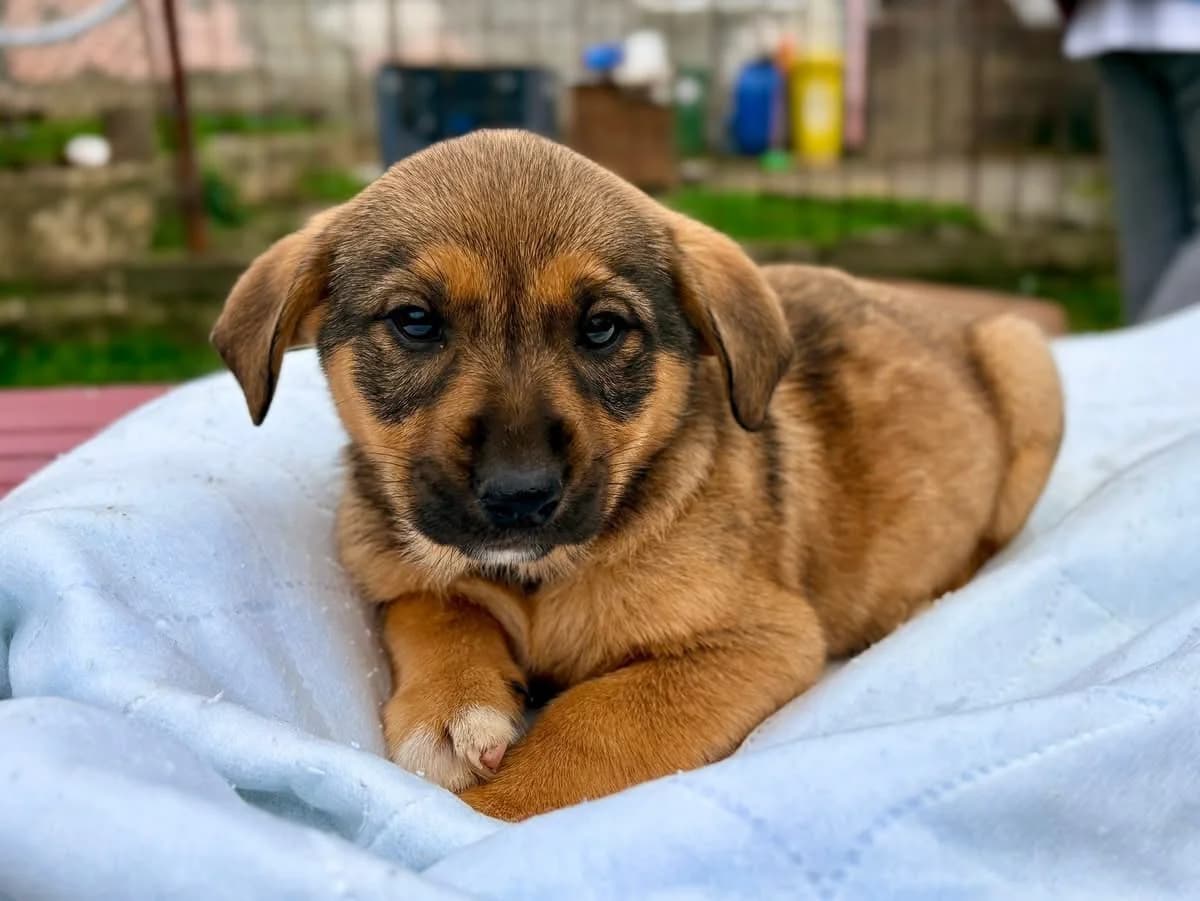 Isabella, female young Mixed Breed for adoption at Ein Herz für Streuner e.V., München
