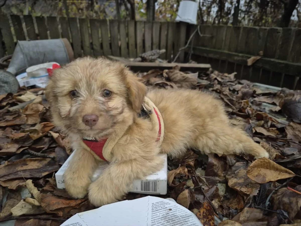 Isabelle, young Mixed Breed for adoption at Ein Herz für Streuner e.V., München