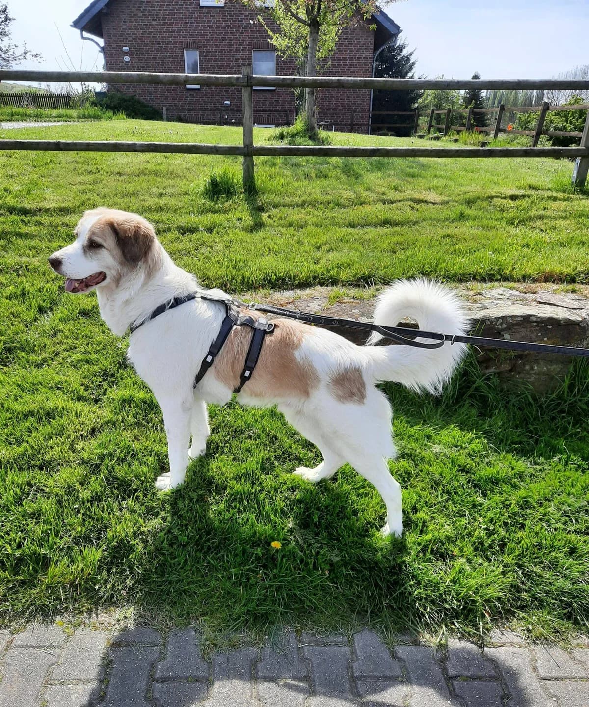 Isamu, golden male senior Mixed Breed for adoption at Ein Herz für Streuner e.V., München