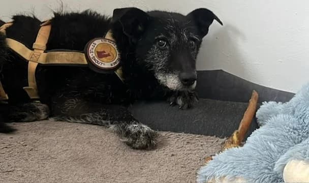 Isi, grau female senior Mixed Breed for adoption at Ein Herz für Streuner e.V., München