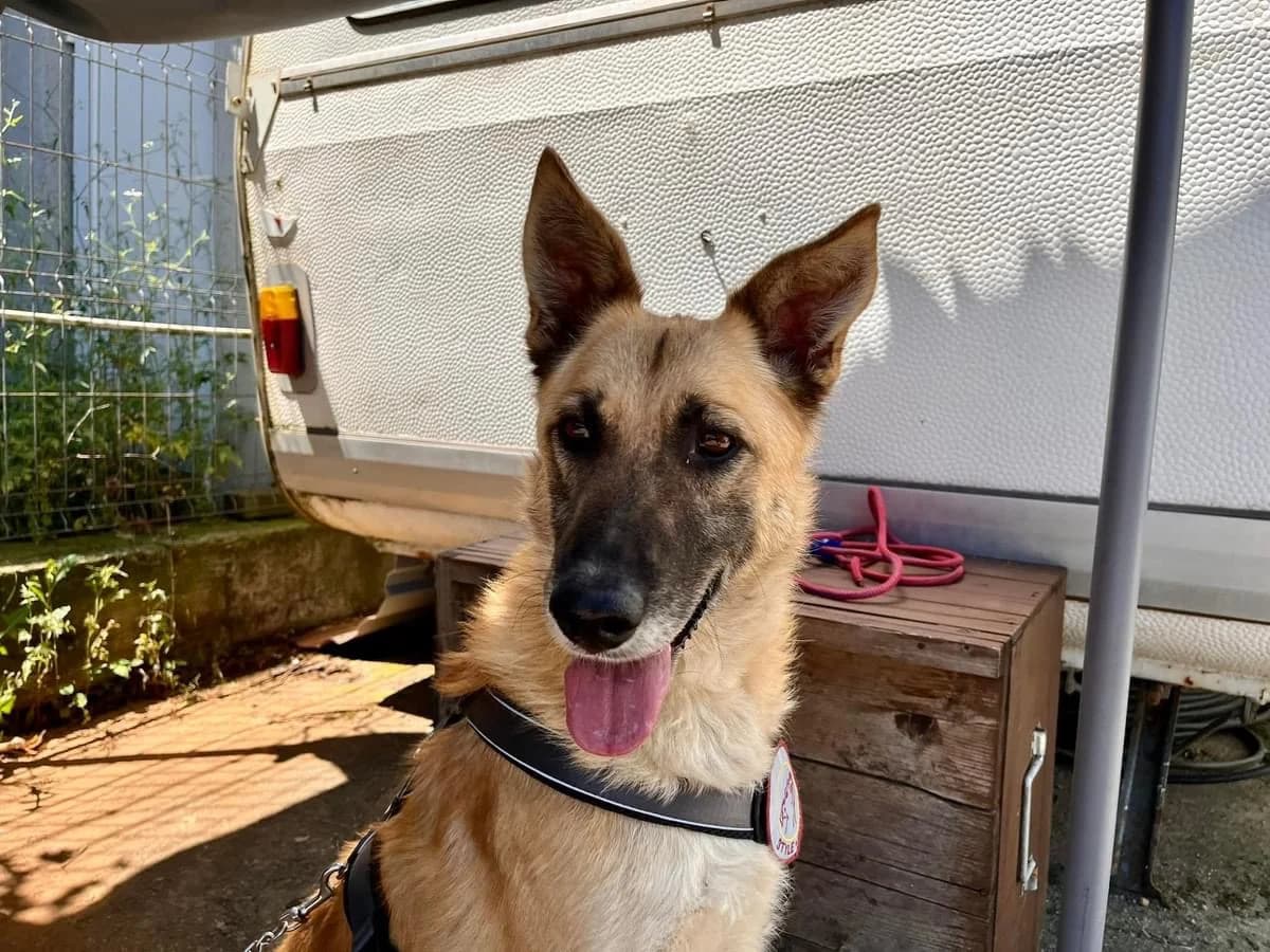 Isidora, female young Mixed Breed for adoption at Ein Herz für Streuner e.V., München