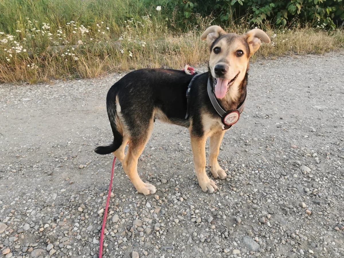 Isipho, male puppy Mixed Breed for adoption at Ein Herz für Streuner e.V., München