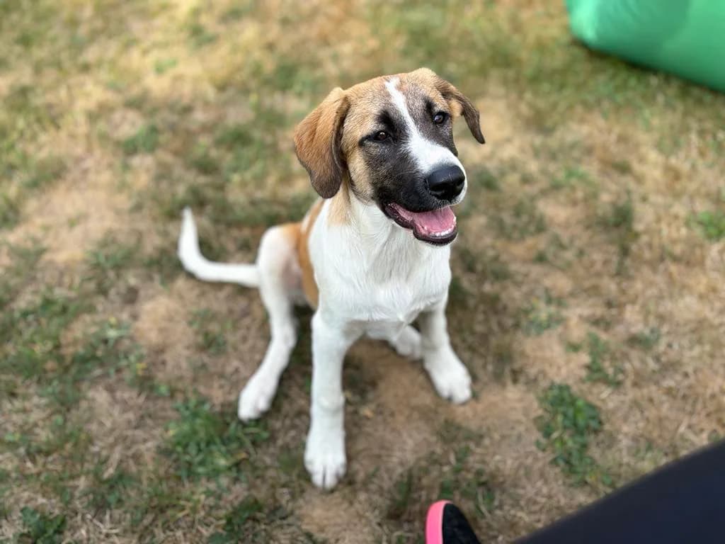 Isla, female puppy Mixed Breed for adoption at Ein Herz für Streuner e.V., München