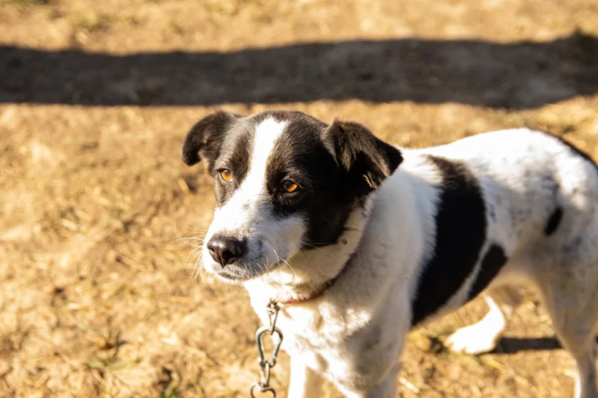Issy, female 5yo Mixed Breed for adoption at Ein Herz für Streuner e.V., München
