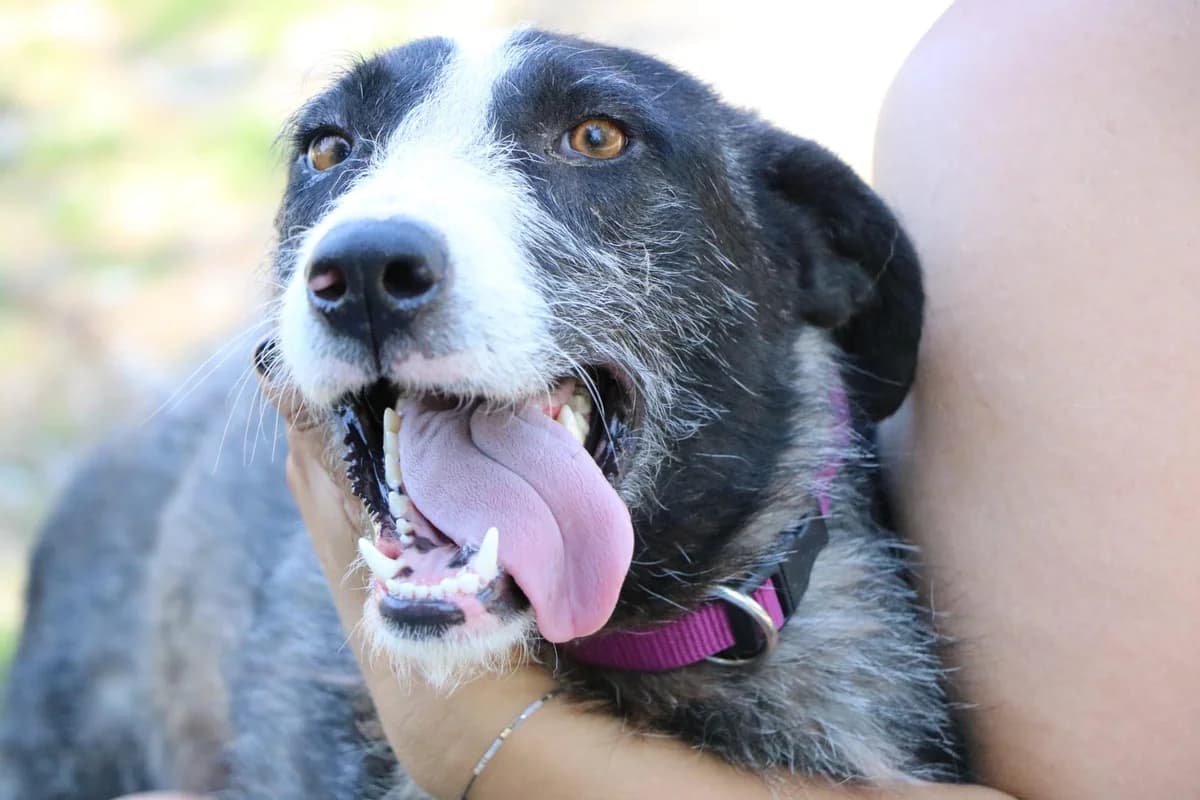Iva, female 5yo Mixed Breed for adoption at Ein Herz für Streuner e.V., München