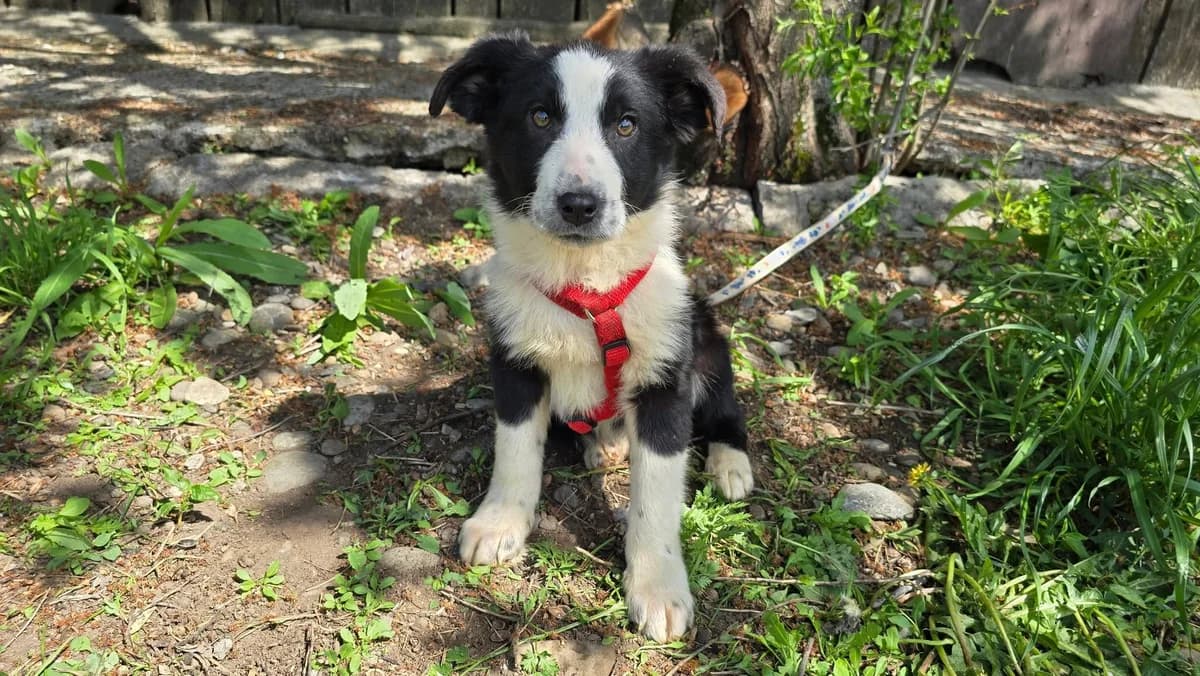 Ivi, female puppy Mixed Breed for adoption at Ein Herz für Streuner e.V., München