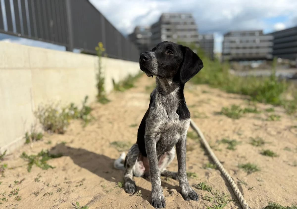 Ivo, schwarz male puppy Mixed Breed for adoption at Ein Herz für Streuner e.V., München