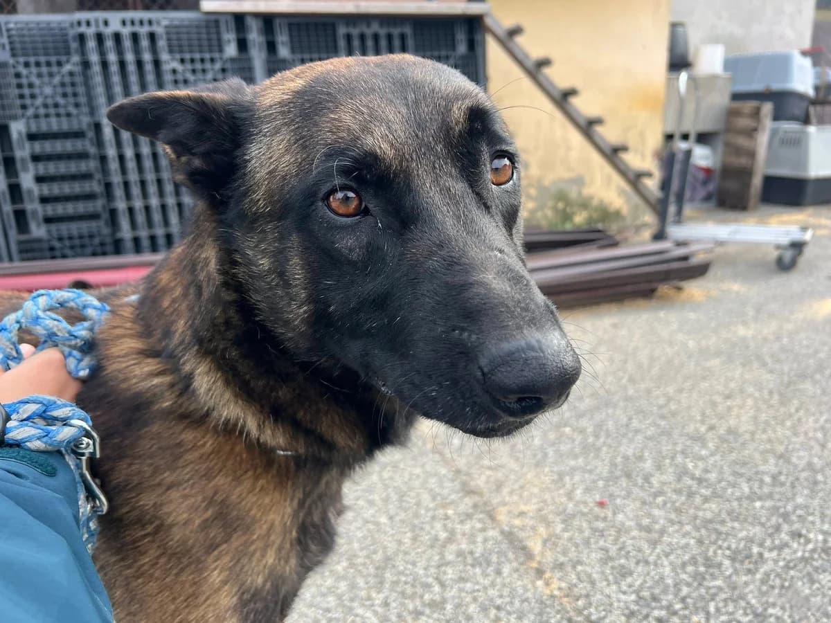Ivo, male 4yo Mixed Breed for adoption at Ein Herz für Streuner e.V., München