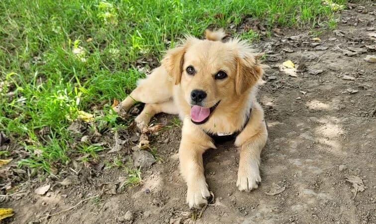 Ivy, female puppy Mixed Breed for adoption at Ein Herz für Streuner e.V., München