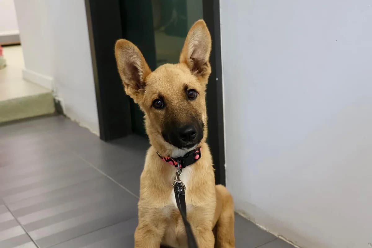 Ivy, female puppy Mixed Breed for adoption at Ein Herz für Streuner e.V., München