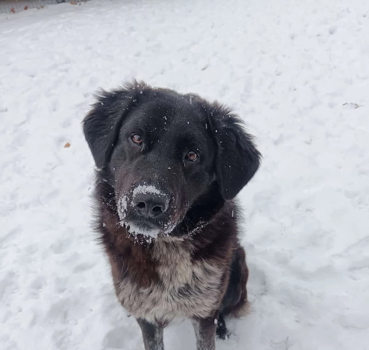 Ivy, female 5yo Mixed Breed for adoption at Ein Herz für Streuner e.V., München