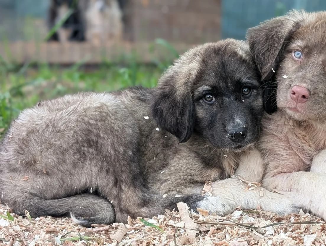 Ivy, female puppy Mixed Breed for adoption at Ein Herz für Streuner e.V., München