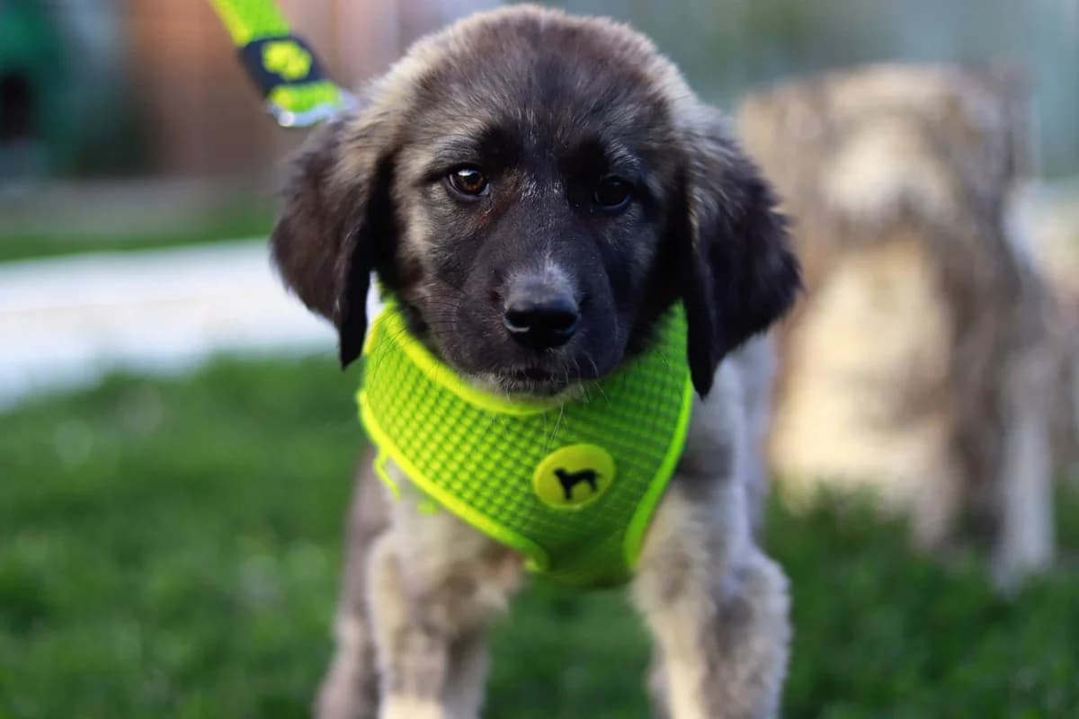 Ivy, female puppy Mixed Breed for adoption at Ein Herz für Streuner e.V., München
