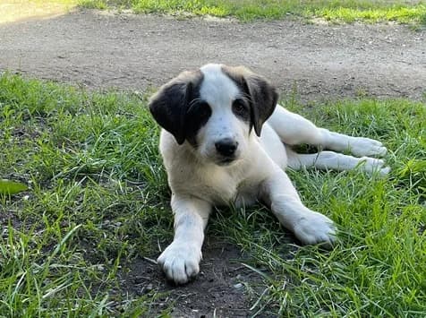 Iwona, weiß female puppy Mixed Breed for adoption at Ein Herz für Streuner e.V., München