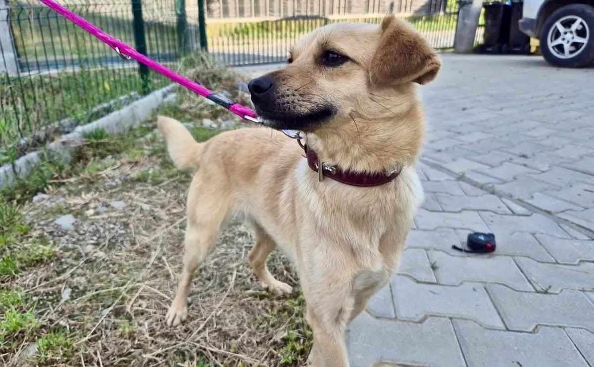 Izabel, female young Mixed Breed for adoption at Ein Herz für Streuner e.V., München