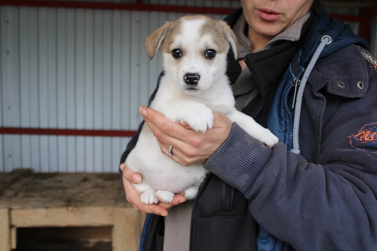 Izzy, female puppy Mixed Breed for adoption at Ein Herz für Streuner e.V., München