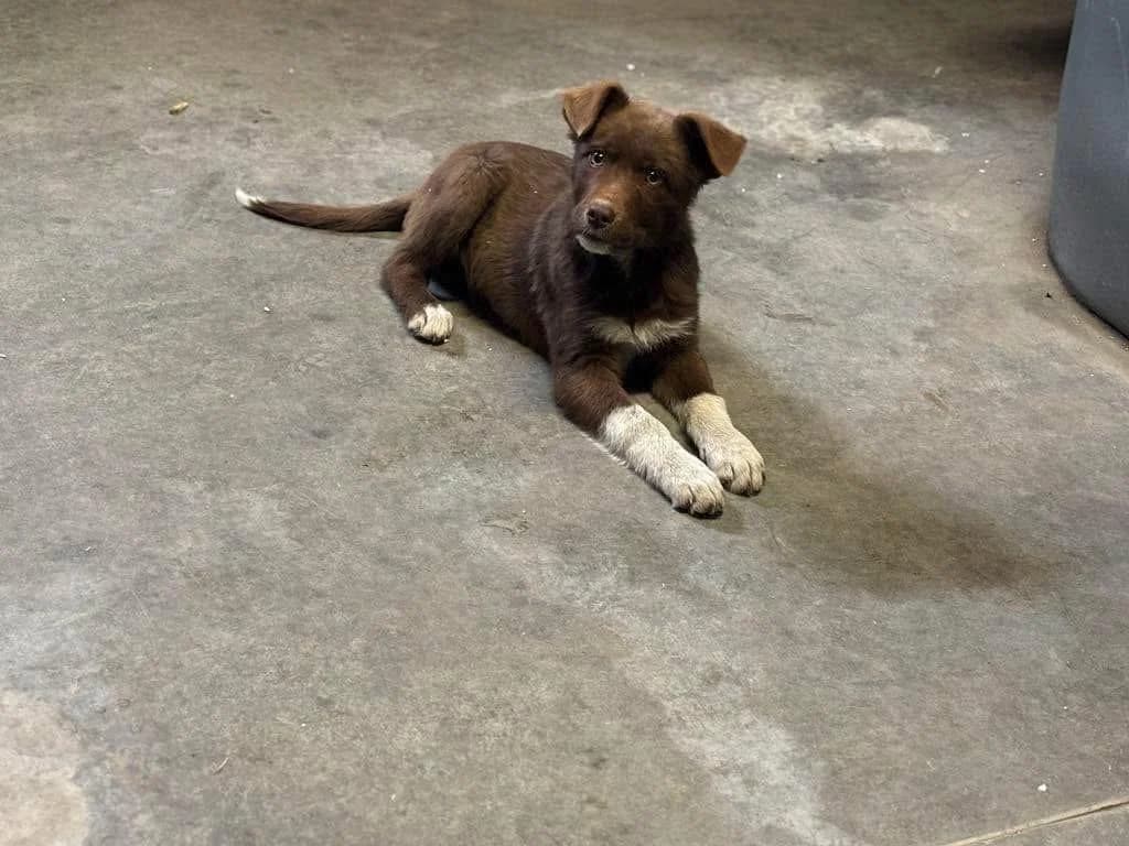 Izzy, puppy Mixed Breed for adoption at Ein Herz für Streuner e.V., München