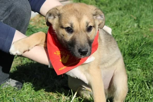Izzy, female puppy Mixed Breed for adoption at Ein Herz für Streuner e.V., München