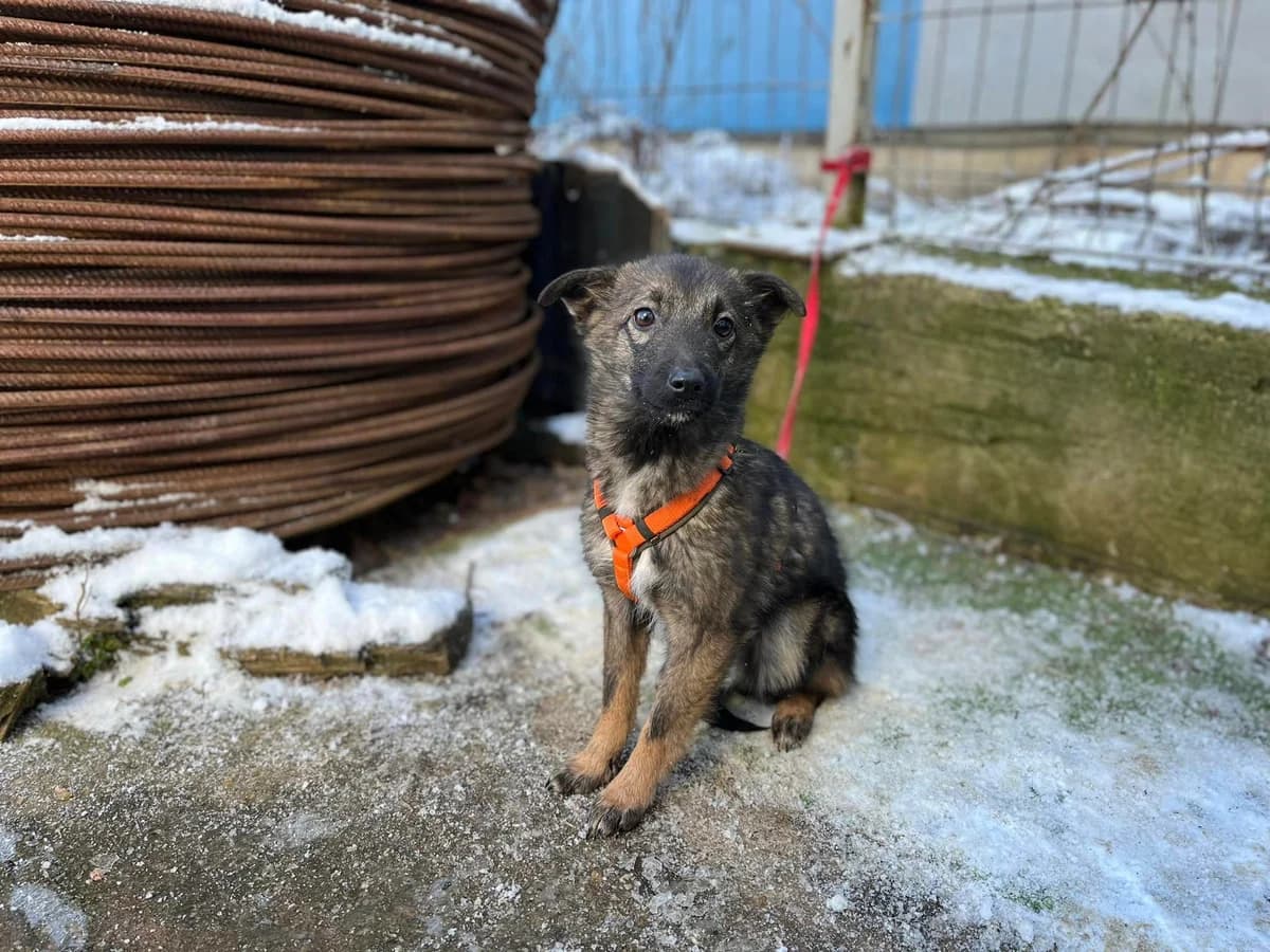 Jacco, braun male puppy Mixed Breed for adoption at Ein Herz für Streuner e.V., München