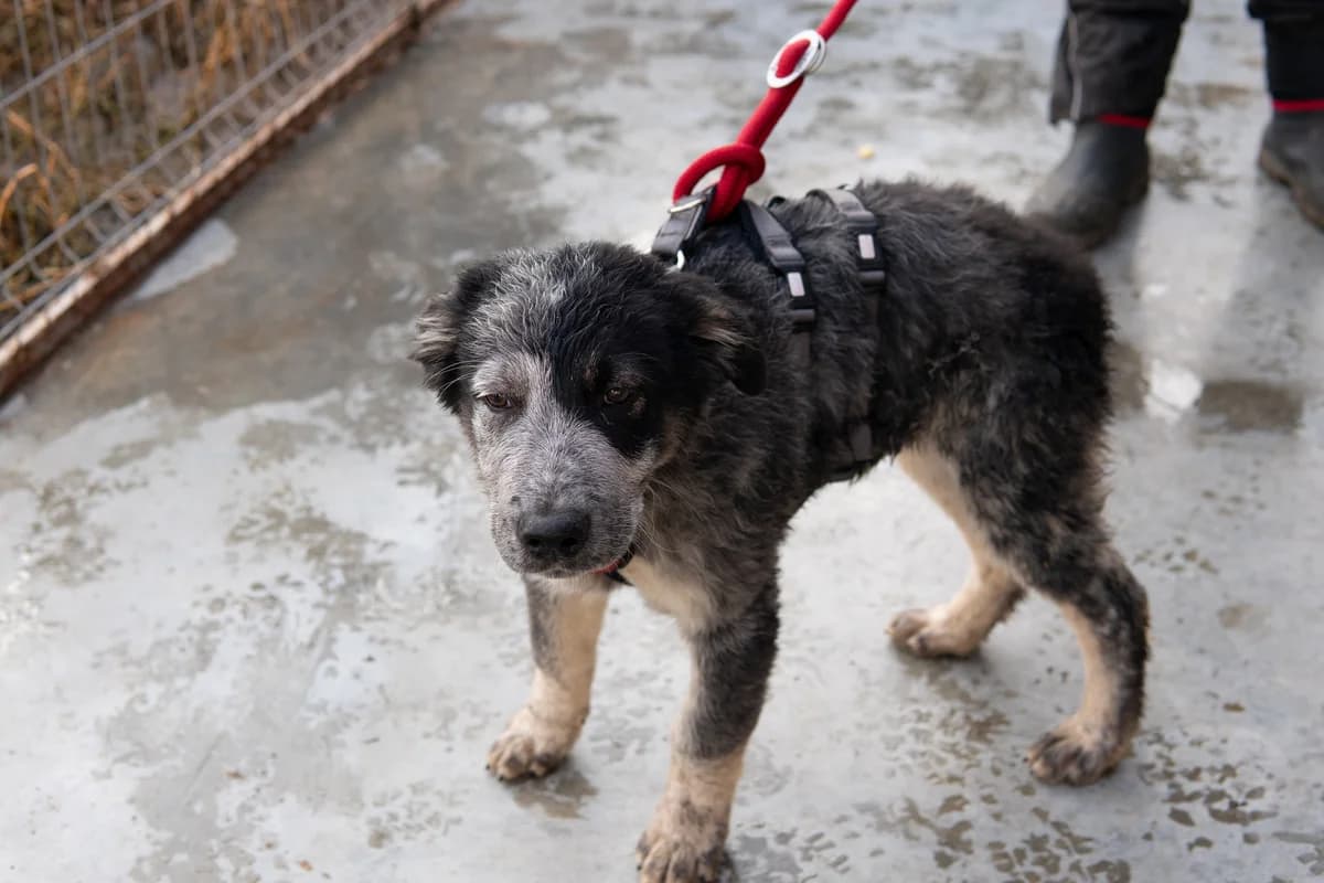 Jack, male puppy Mixed Breed for adoption at Ein Herz für Streuner e.V., München