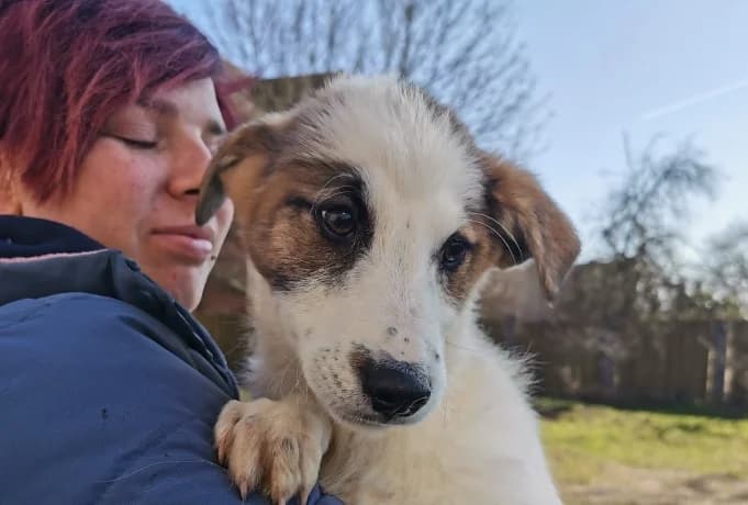 Jack, male puppy Mixed Breed for adoption at Ein Herz für Streuner e.V., München