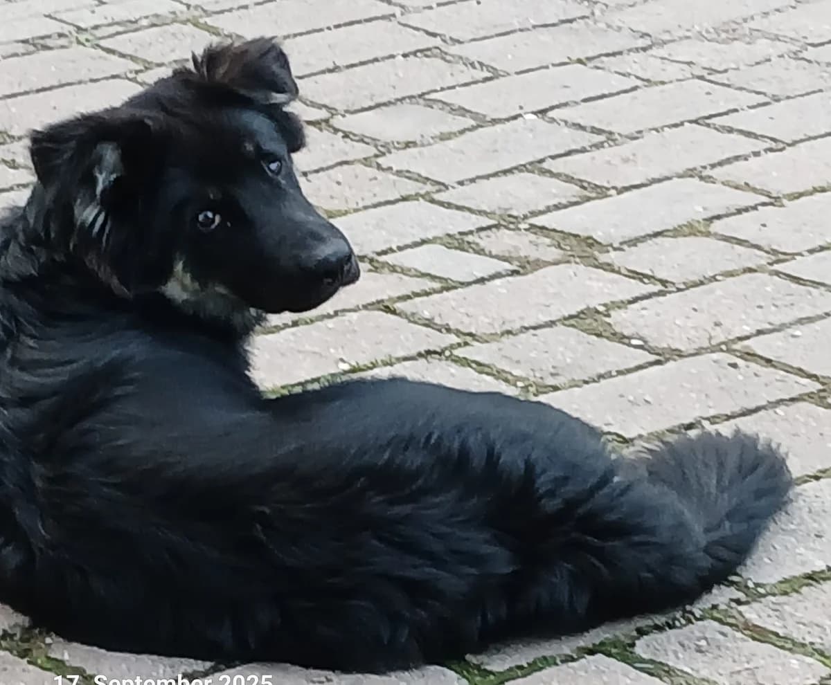 Jack, male 5yo Mixed Breed for adoption at Ein Herz für Streuner e.V., München