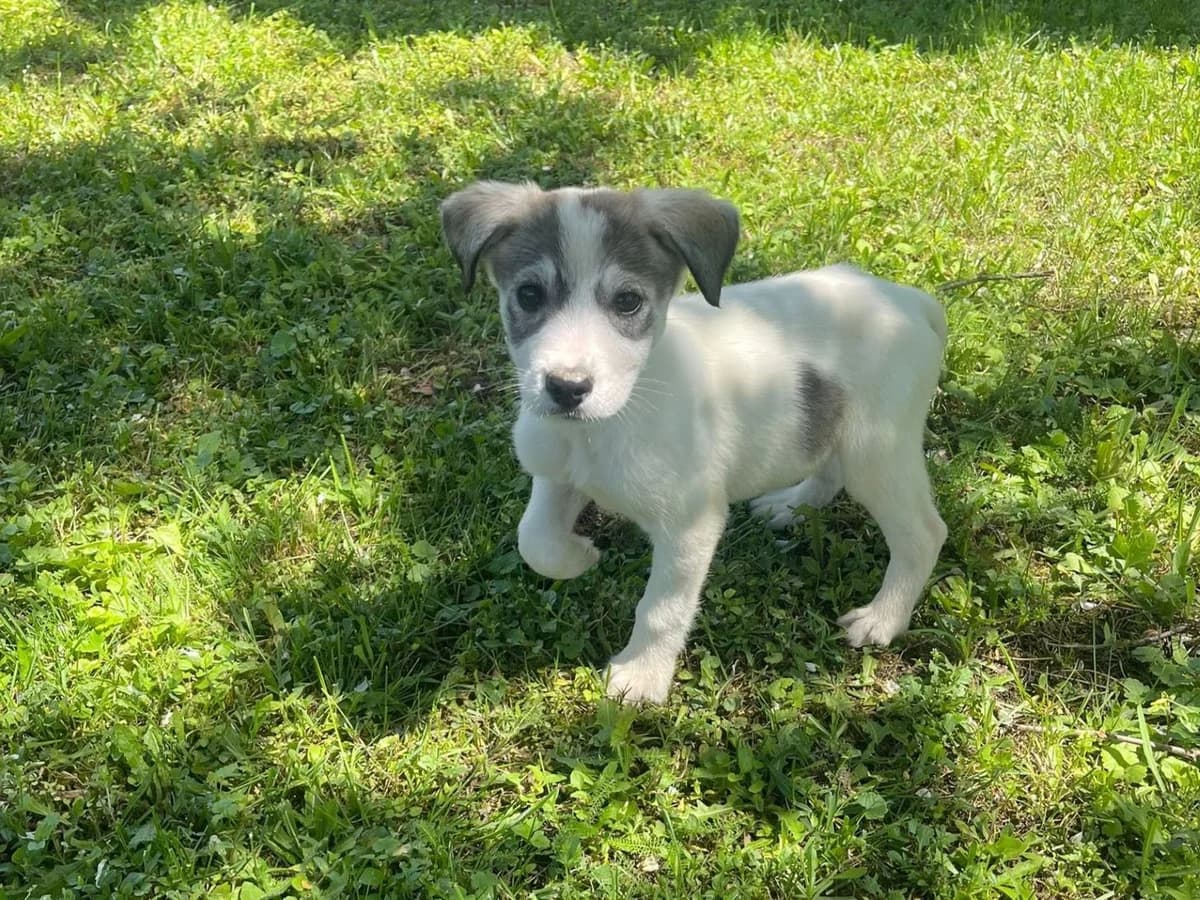 Jack, male puppy Mixed Breed for adoption at Ein Herz für Streuner e.V., München