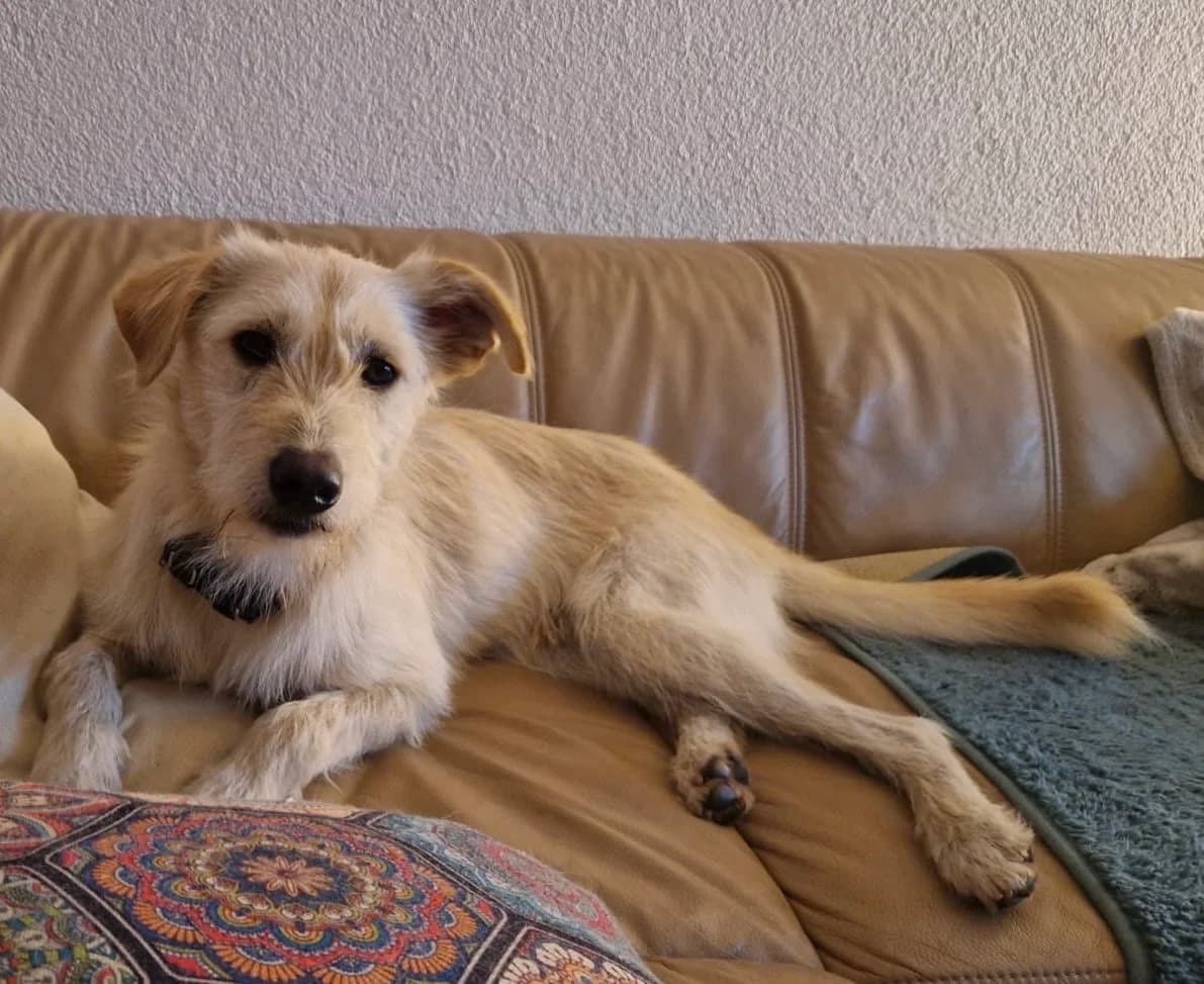 Jackpot, male young Mixed Breed for adoption at Ein Herz für Streuner e.V., München