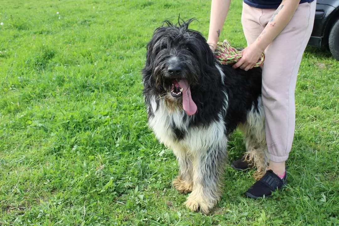 Jackson, male 6yo Mixed Breed for adoption at Ein Herz für Streuner e.V., München