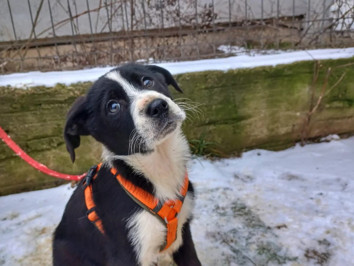 Jacky, male puppy Mixed Breed for adoption at Ein Herz für Streuner e.V., München