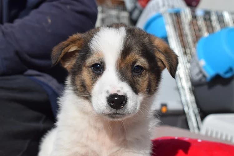 Jacky, weiß male puppy Mixed Breed for adoption at Ein Herz für Streuner e.V., München