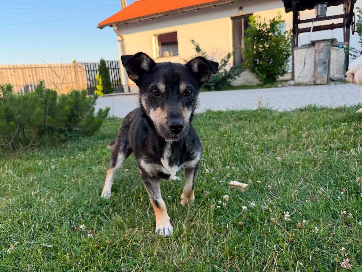 Jacob, male young Mixed Breed for adoption at Ein Herz für Streuner e.V., München