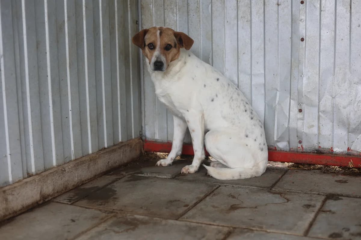 Jacy, braun female young Mixed Breed for adoption at Ein Herz für Streuner e.V., München