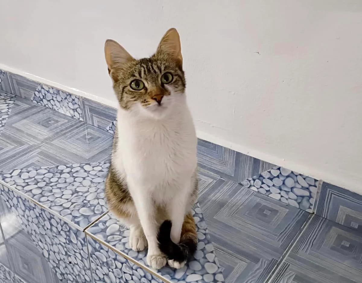 Jade, female 5yo Mixed Breed for adoption at Ein Herz für Streuner e.V., München