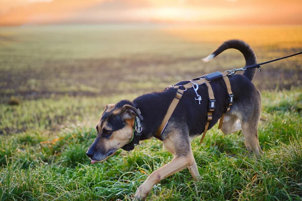 Jadon, schwarz male 5yo Mixed Breed for adoption at Ein Herz für Streuner e.V., München