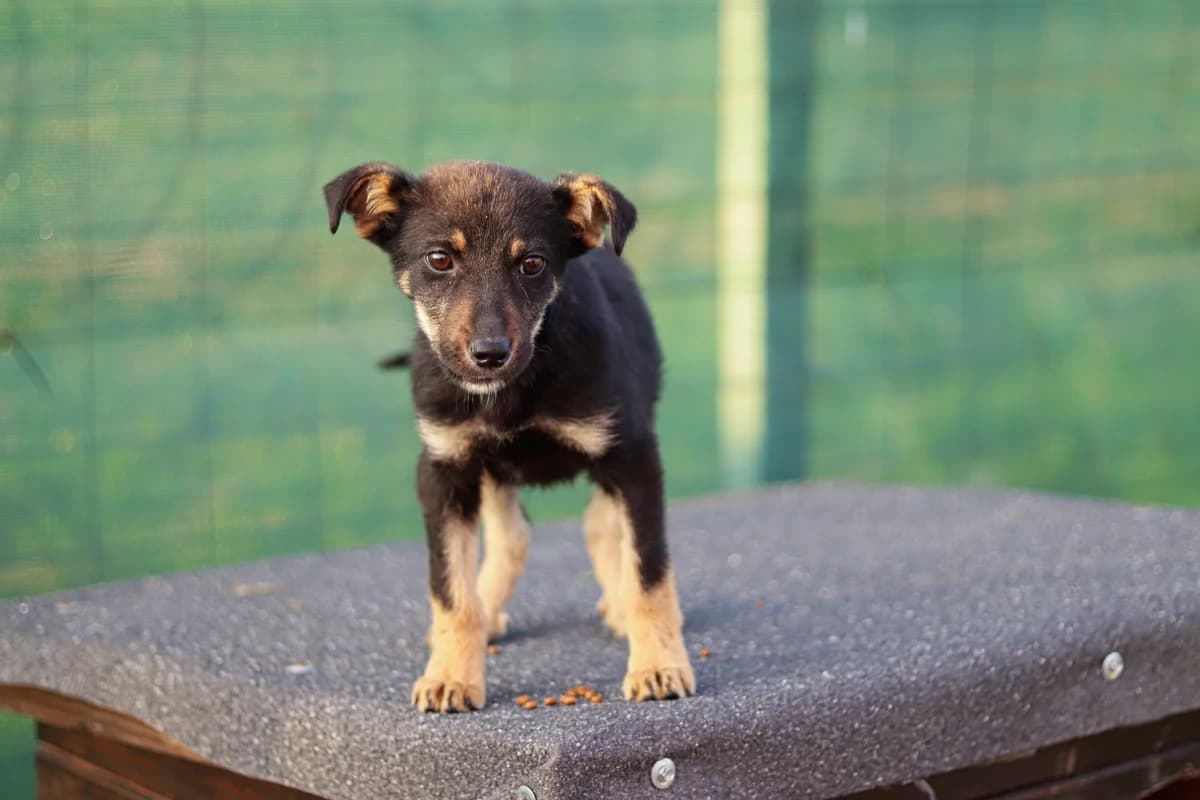 Jaika, schwarz female puppy Mixed Breed for adoption at Ein Herz für Streuner e.V., München
