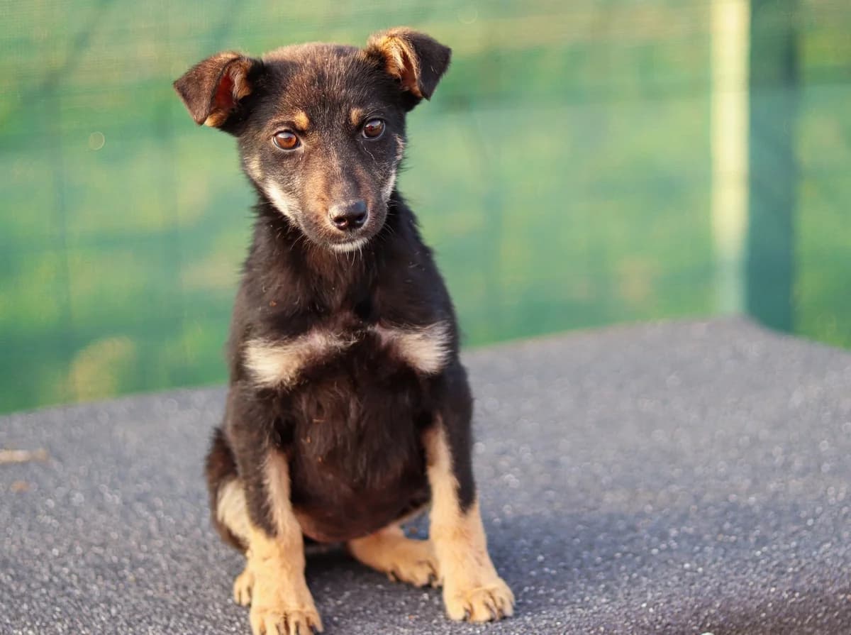 Jaika, schwarz female puppy Mixed Breed for adoption at Ein Herz für Streuner e.V., München